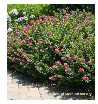 Lagerstroemia 'Pocomoke' bush, picture Courtesy of Greenleaf Nursery